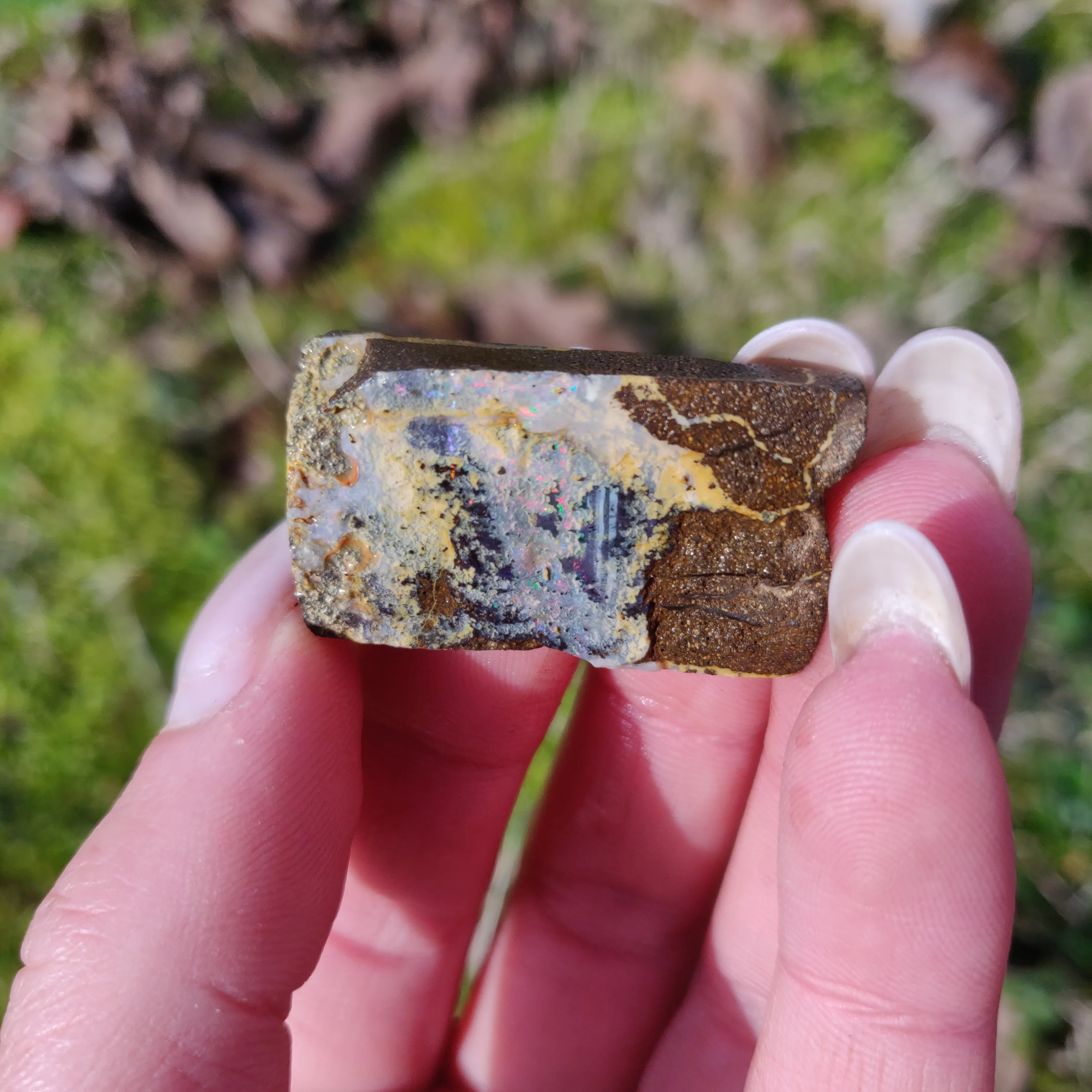 Australian Boulder Opal Rough Specimen (#5)