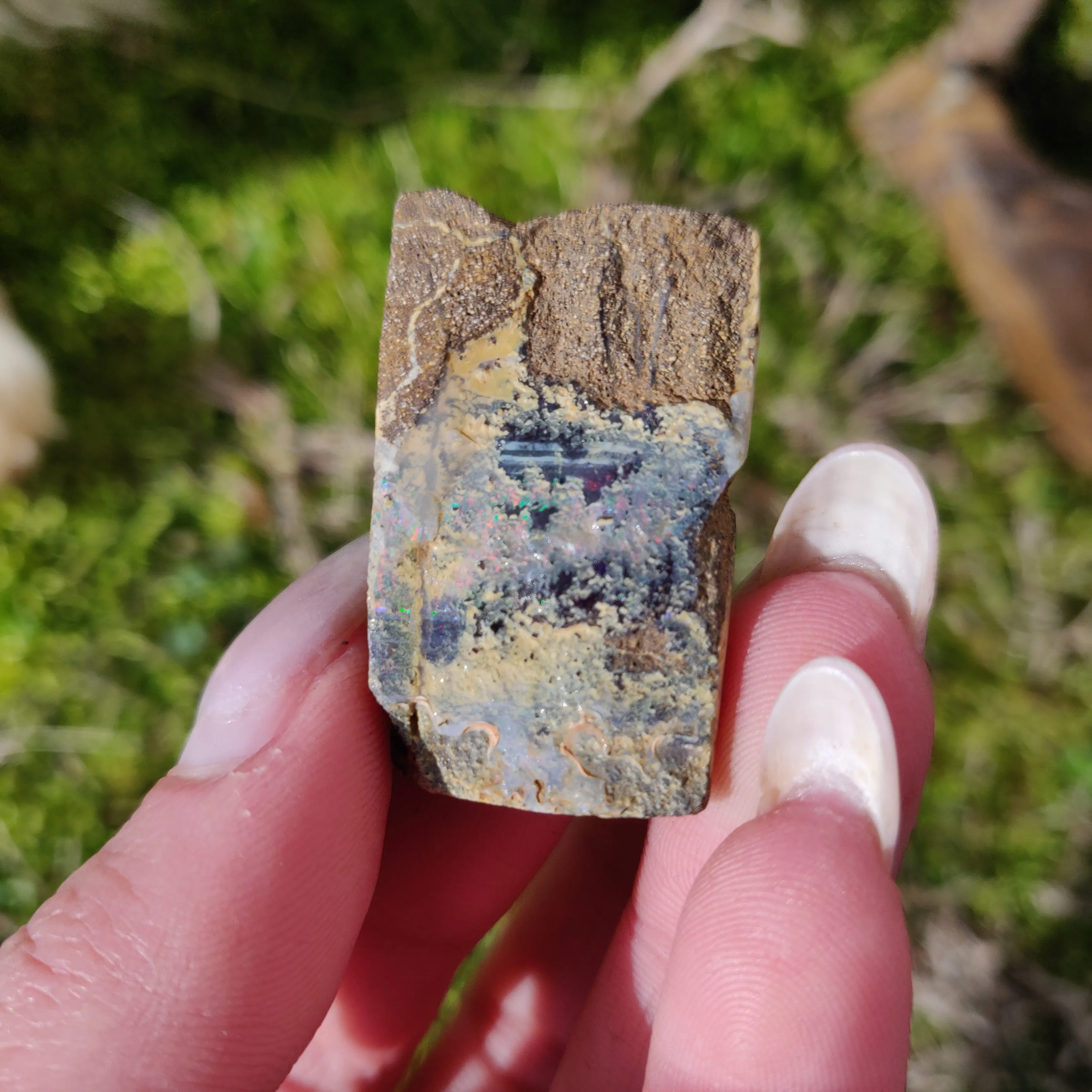 Australian Boulder Opal Rough Specimen (#5)