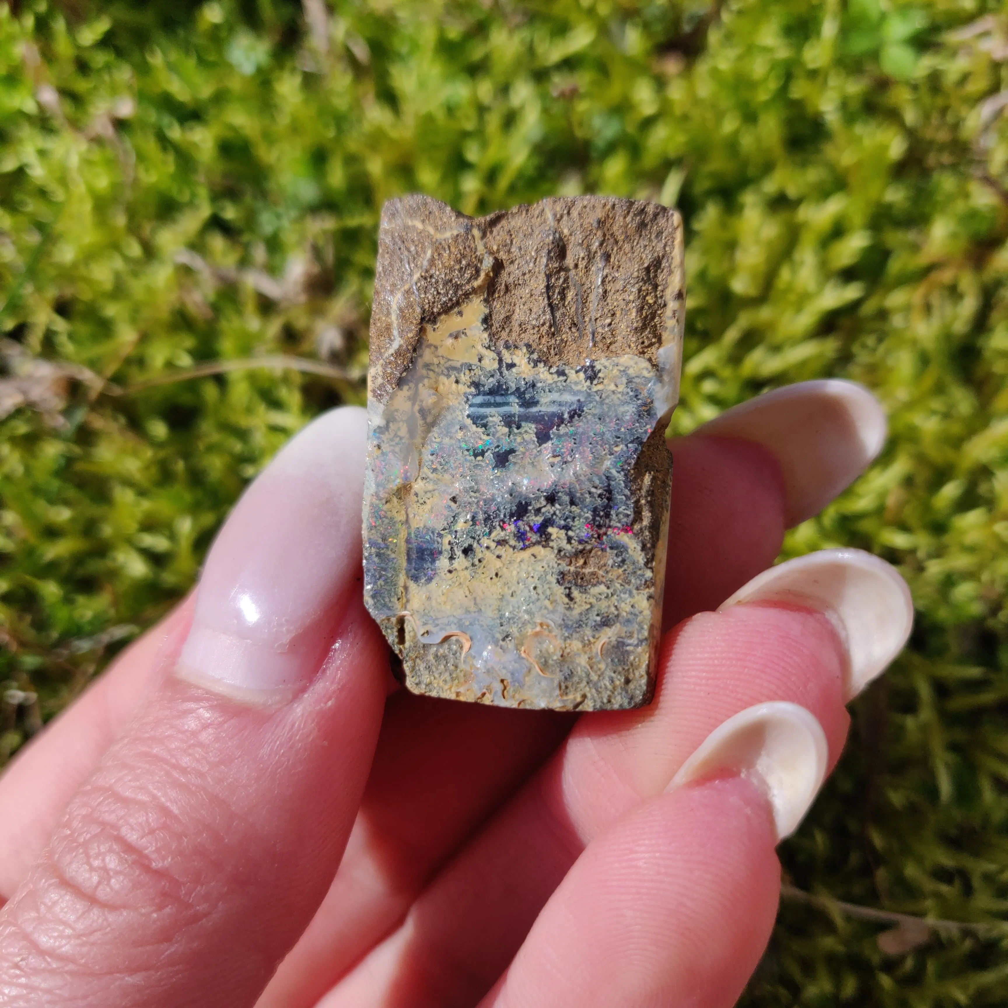 Australian Boulder Opal Rough Specimen (#5)