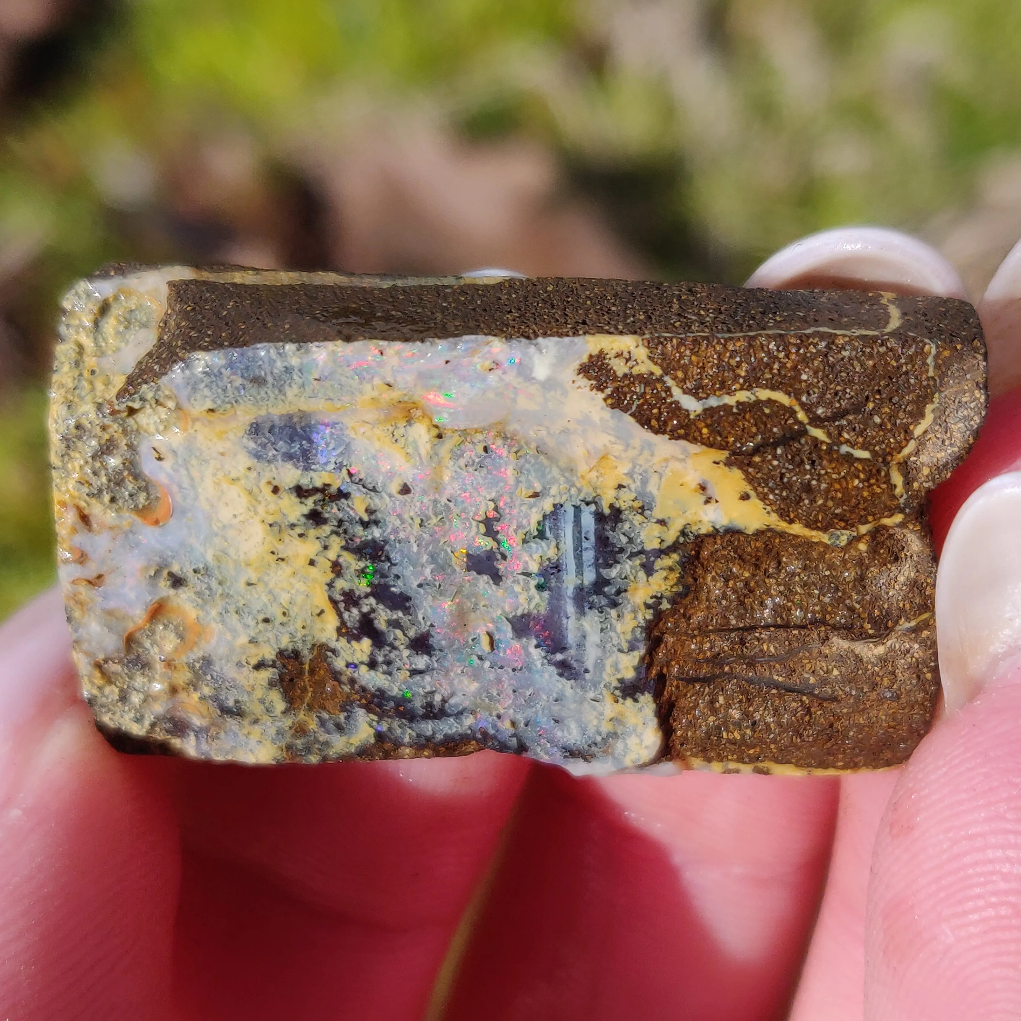 Australian Boulder Opal Rough Specimen (#5)