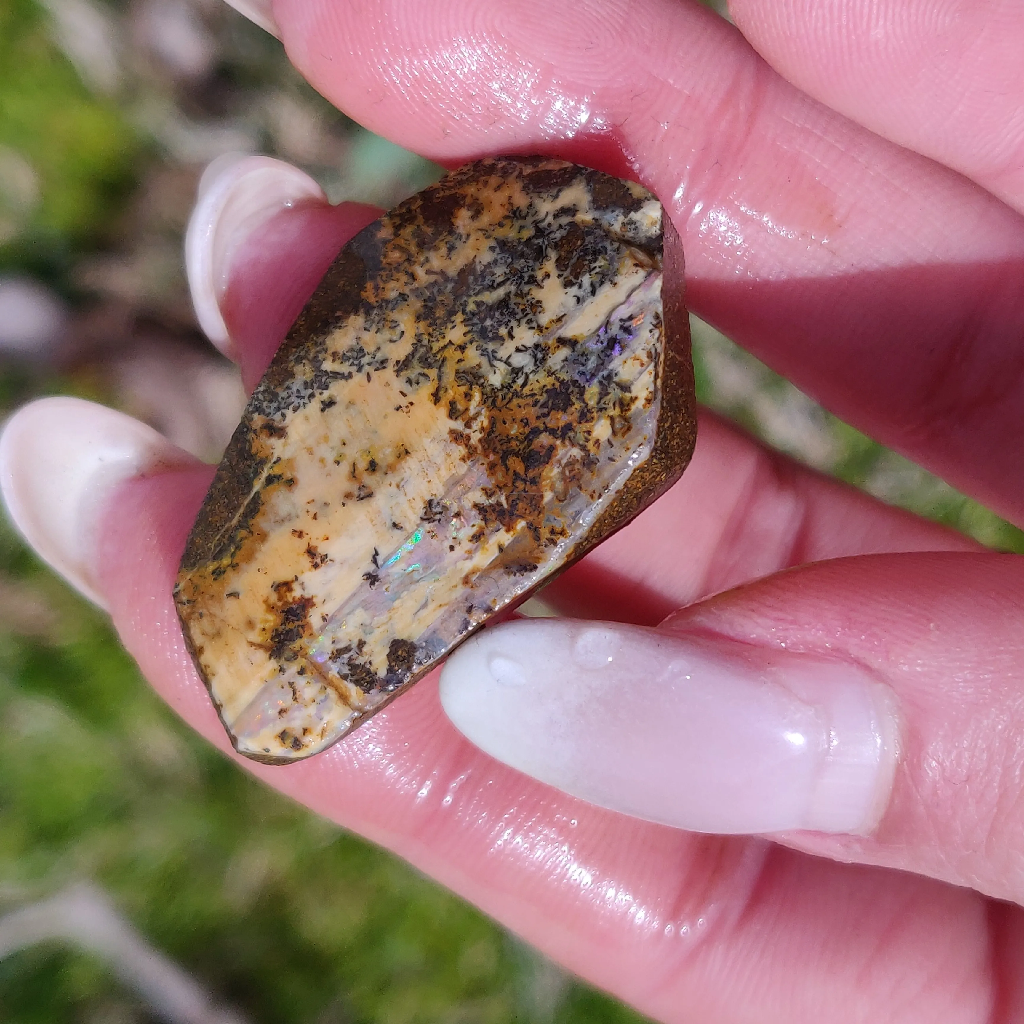 Australian Boulder Opal Rough Specimen with Dendritic Patterns (#1)