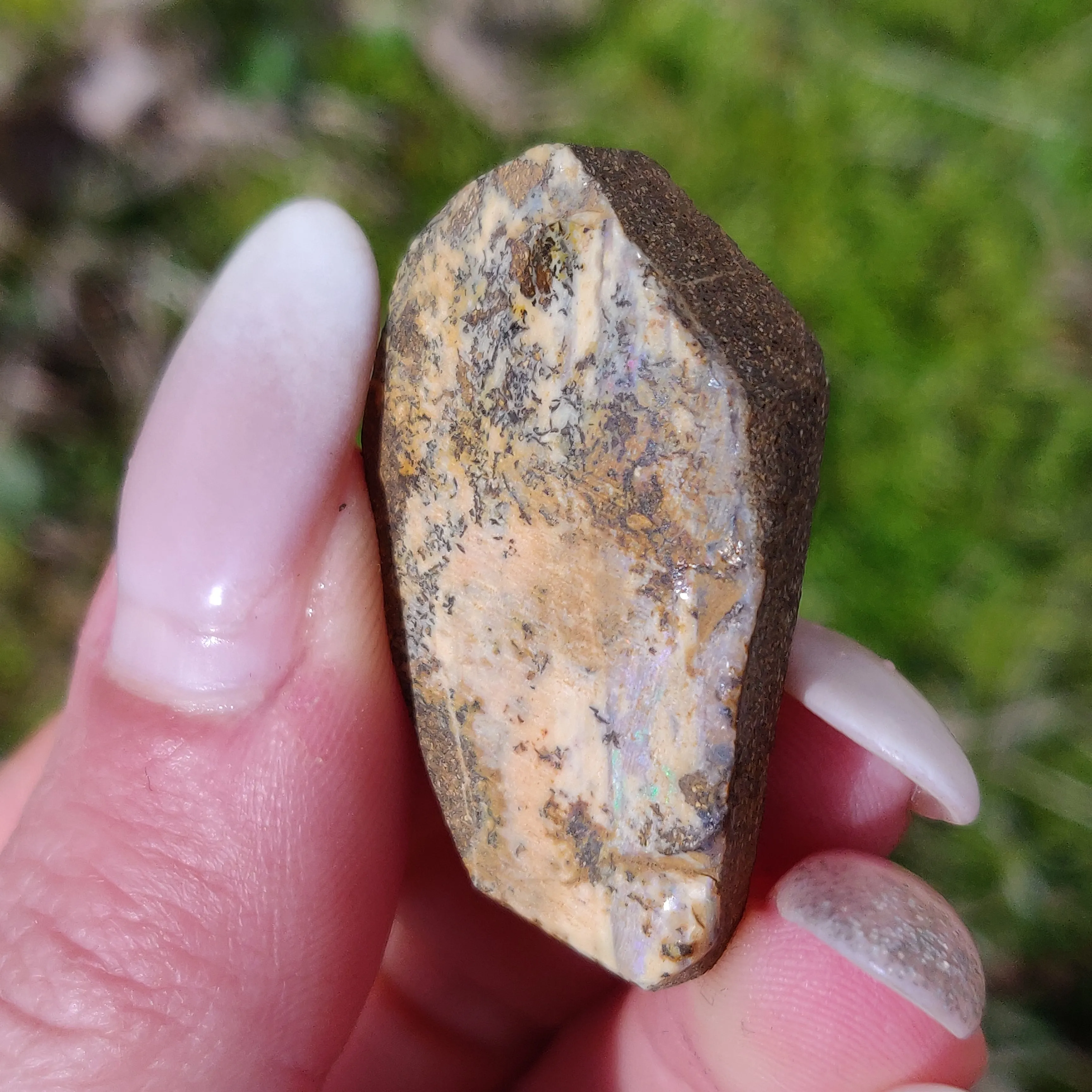 Australian Boulder Opal Rough Specimen with Dendritic Patterns (#1)