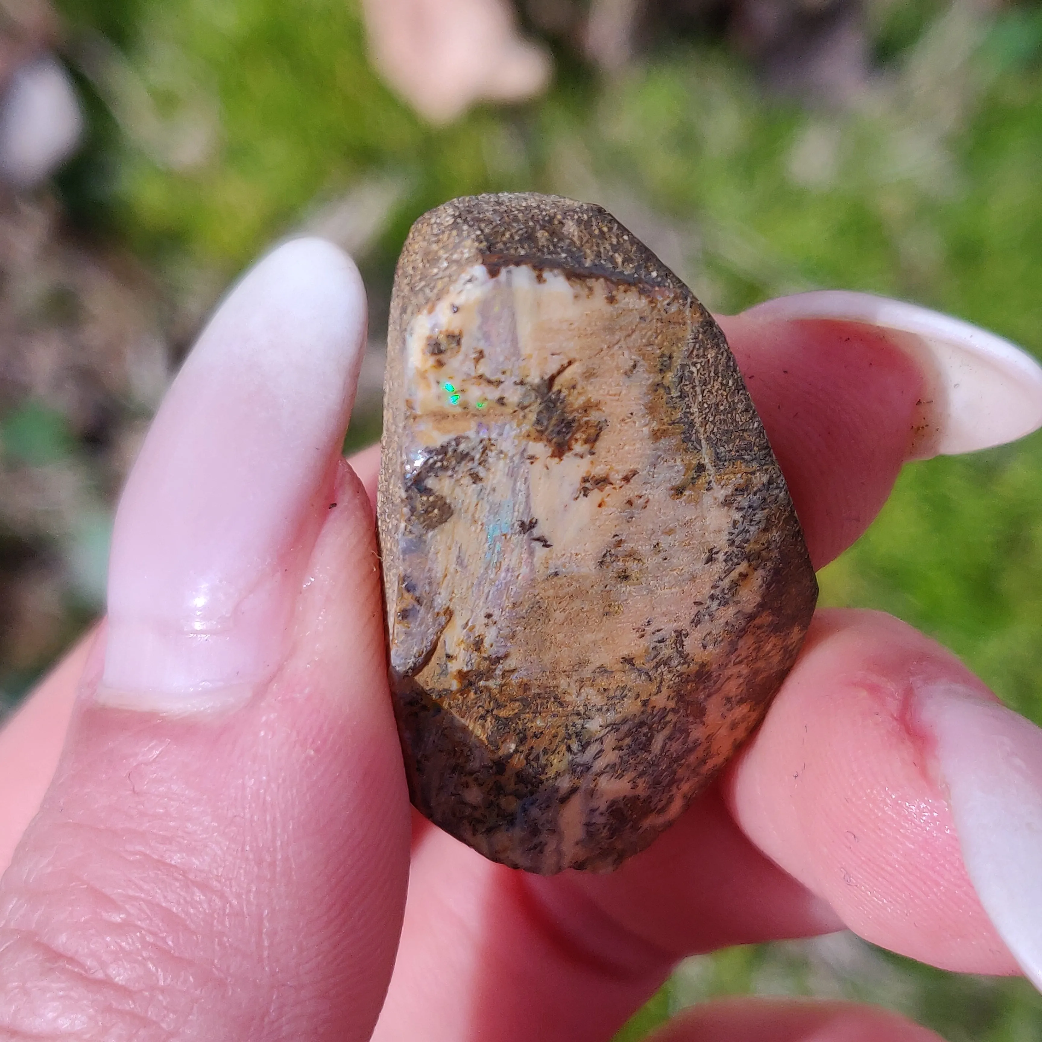 Australian Boulder Opal Rough Specimen with Dendritic Patterns (#1)