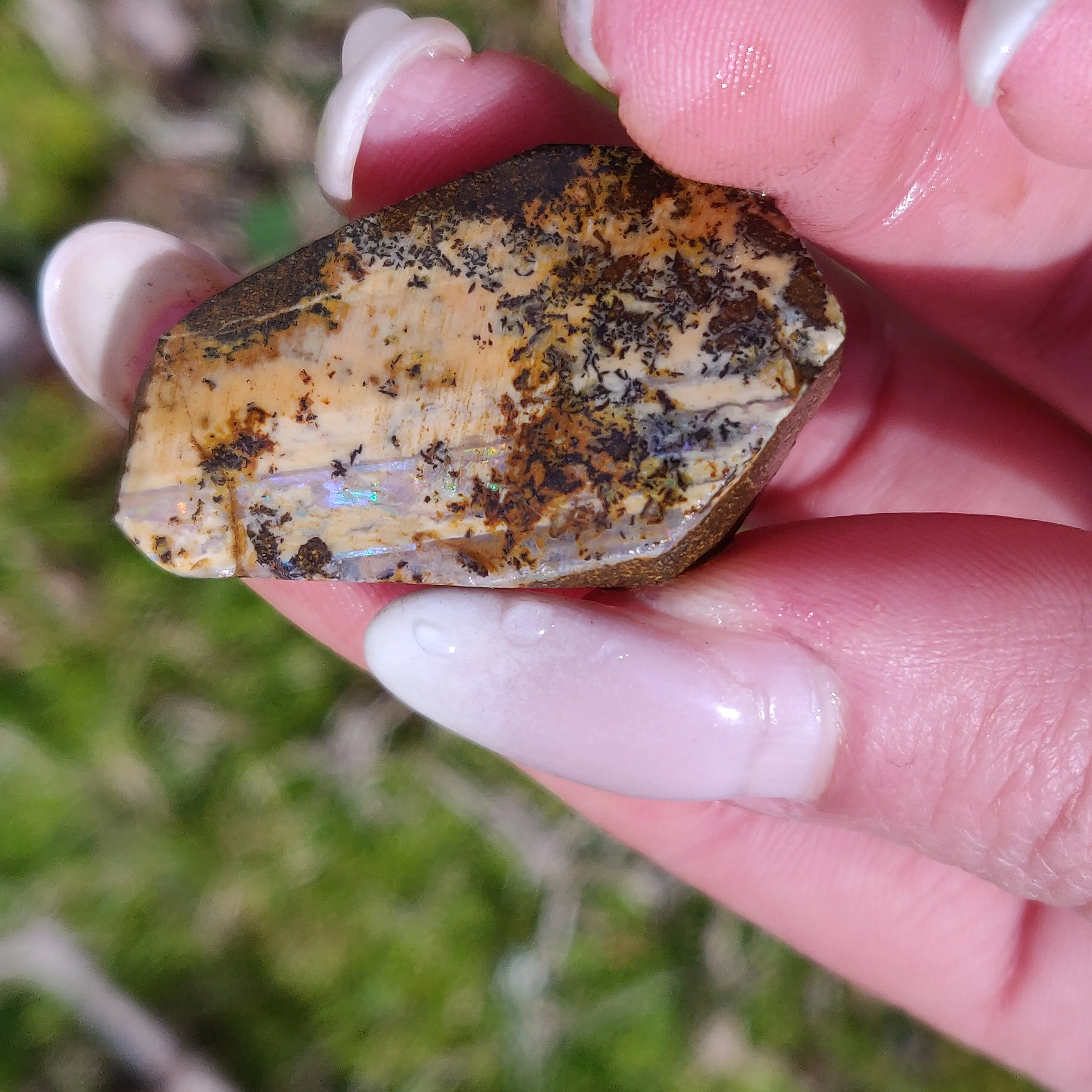 Australian Boulder Opal Rough Specimen with Dendritic Patterns (#1)