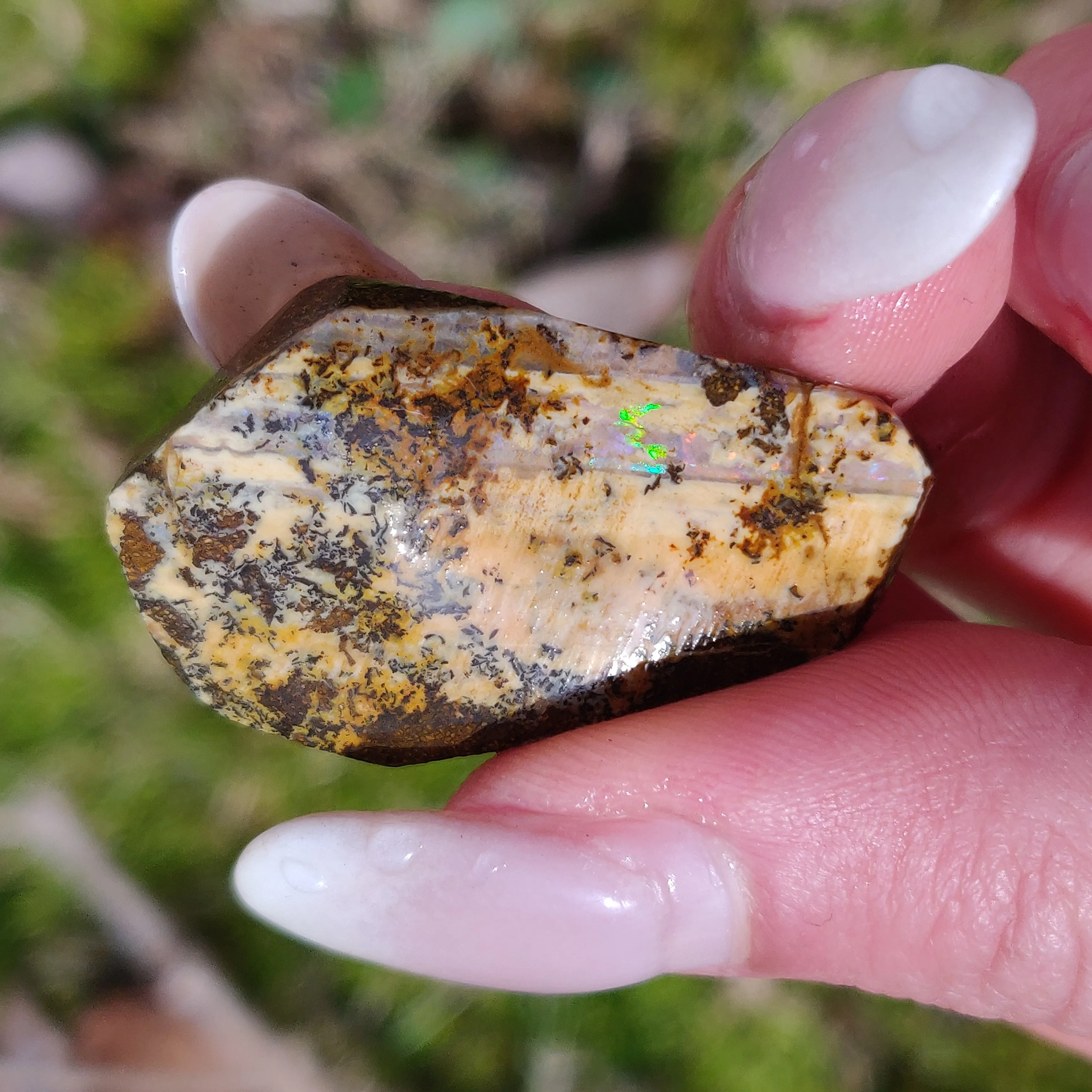 Australian Boulder Opal Rough Specimen with Dendritic Patterns (#1)