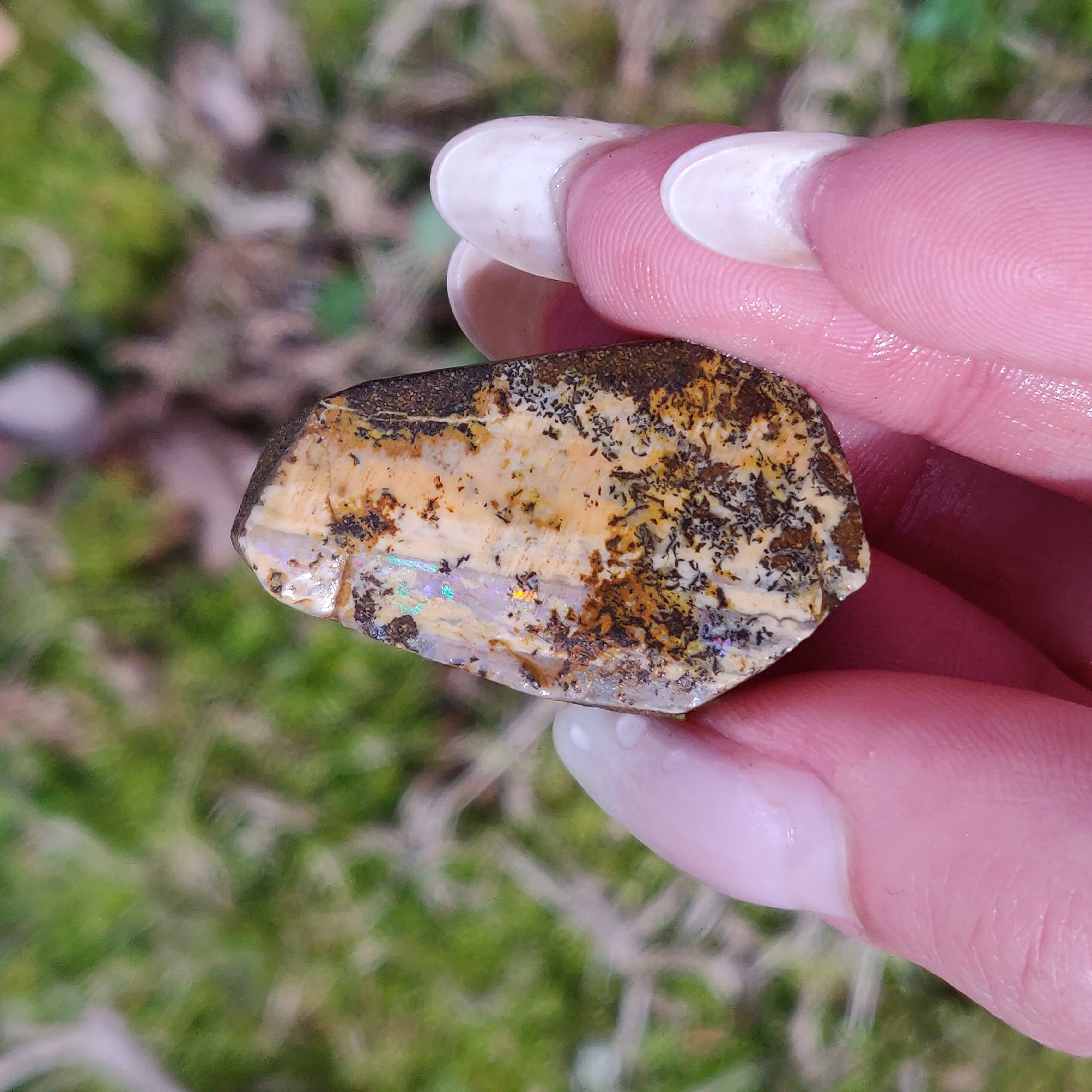 Australian Boulder Opal Rough Specimen with Dendritic Patterns (#1)