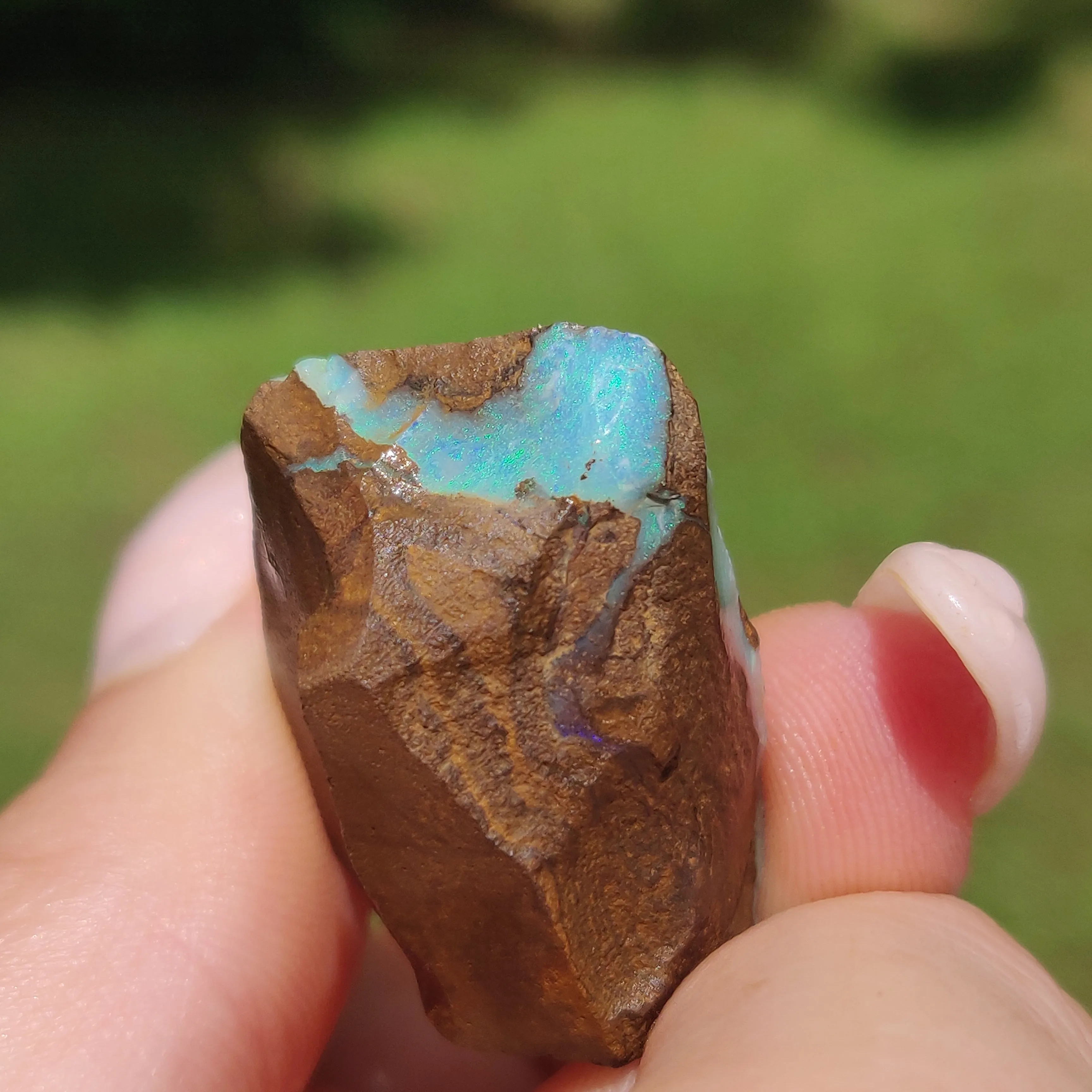 Australian Boulder Opal Rough Specimen(#11)