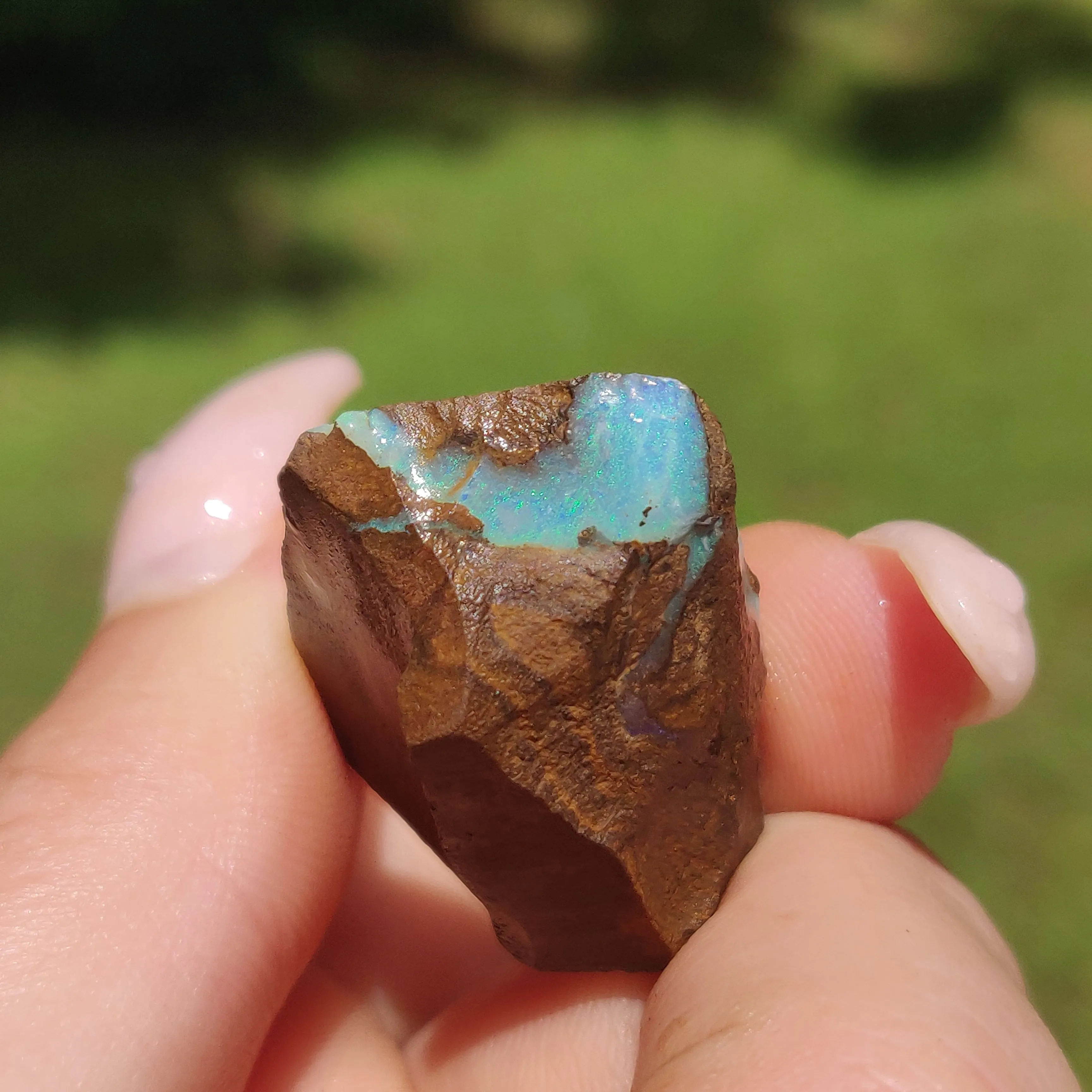 Australian Boulder Opal Rough Specimen(#11)