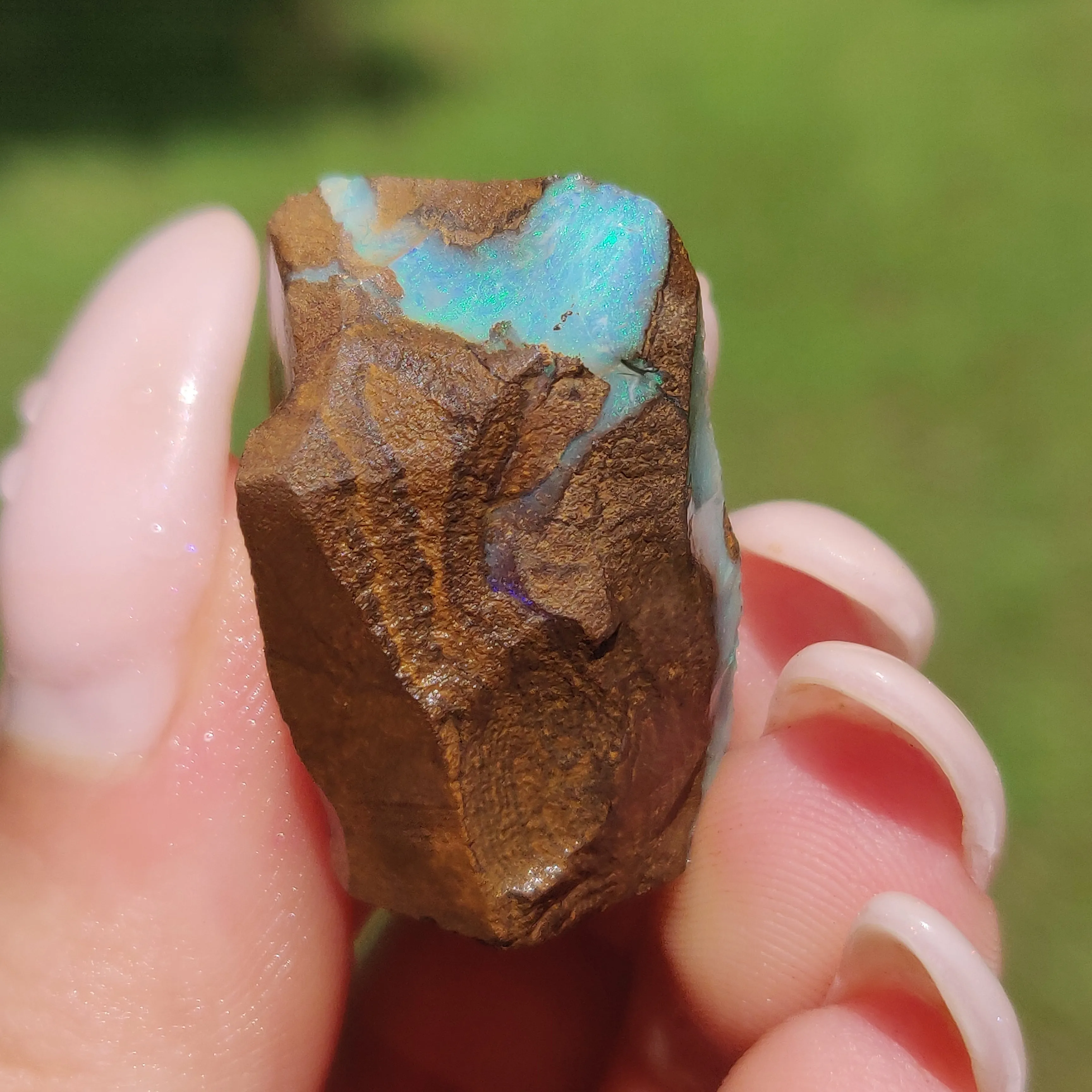 Australian Boulder Opal Rough Specimen(#11)